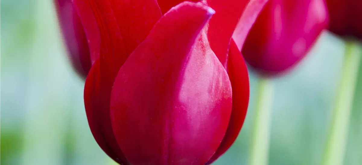Tulpe 'Rotkäppchen' 11 cm