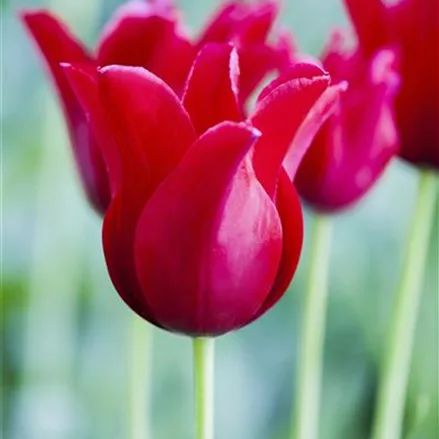 Tulpe 'Rotkäppchen'