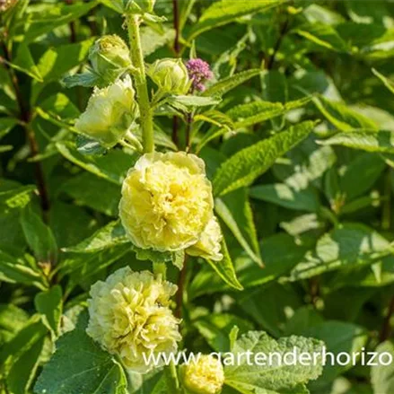 Gefülltblühende Stockrose 'Pleniflora' goldgelb