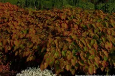 Elfenblume 'Frohnleiten' 9 x 9 cm Topf 0,5 Liter
