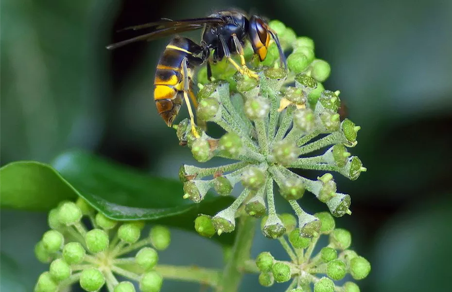 Hornissen im naturnahen Garten Olerum
