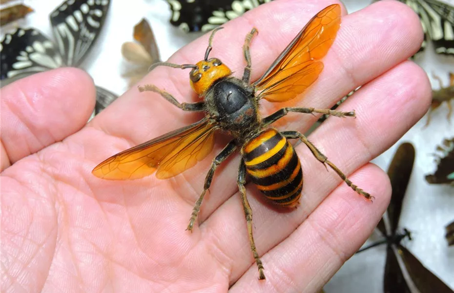 Hornissen im naturnahen Garten Olerum