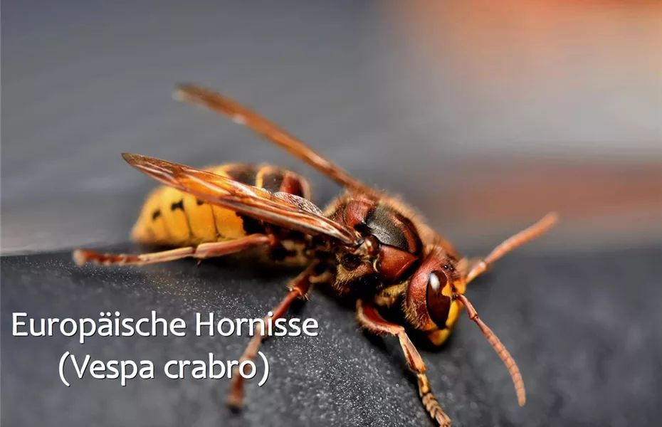 Hornissen im naturnahen Garten Olerum