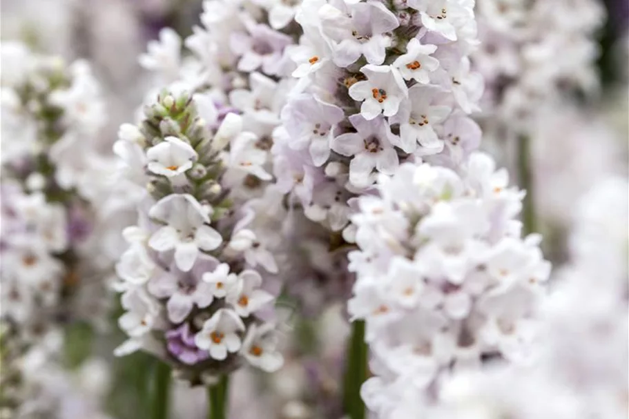 Lavendel 'Ellagance Pink' online kaufen bei Olerum