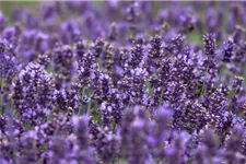Tiefviolettblühender Lavendel 'Hidcote Blue' 3 Liter Topf
