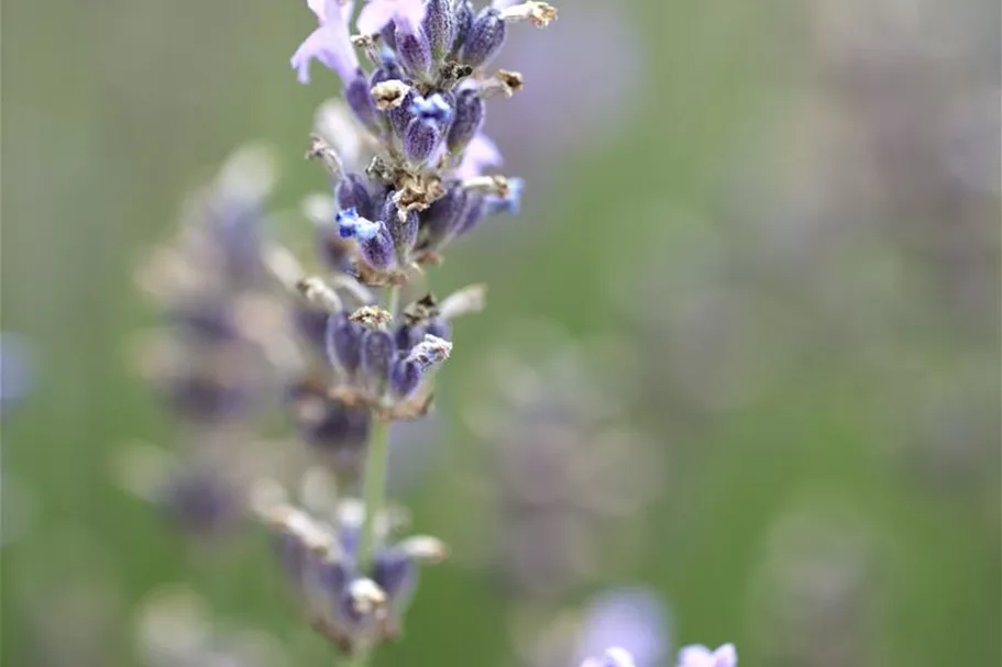 Blauviolettblühender Lavendel 'Munstead' 1 Liter Topf