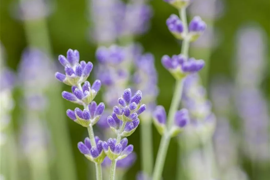 Blauviolettblühender Lavendel 'Munstead' 1 Liter Topf