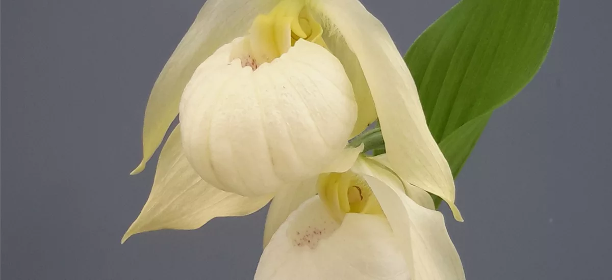 Gartenorchidee Frauenschuh 'Bernd Pastell' (Hardy Orchid®) online