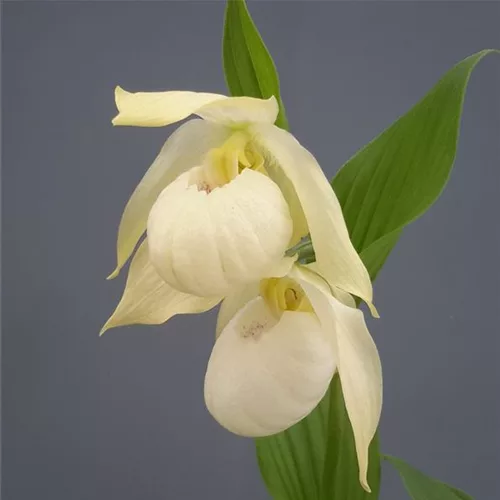 Gartenorchidee Frauenschuh 'Bernd Pastell' (Hardy Orchid®) 