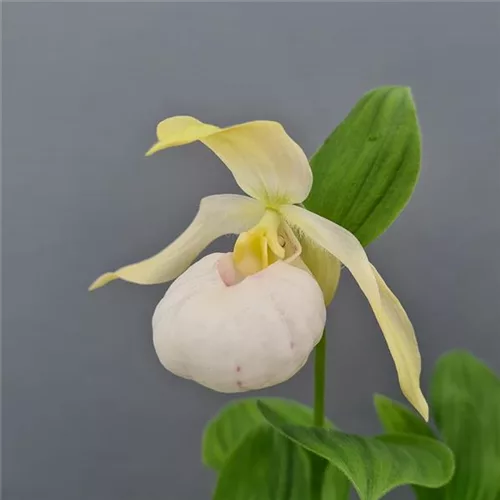 Gartenorchidee Frauenschuh 'Birgit Pastell' 