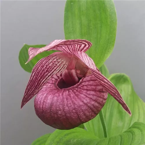 Gartenorchidee Japanischer Frauenschuh 