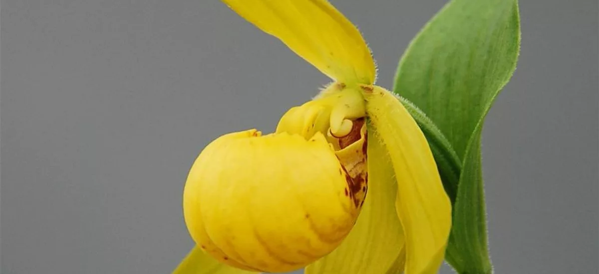 Gartenorchidee Segawai-Frauenschuh-RARITÄT 1 blühstarkes und bereits mehrtriebiges Rhizom