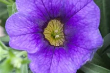 Zauberglöckchen 'Unique Lilac' 11 cm