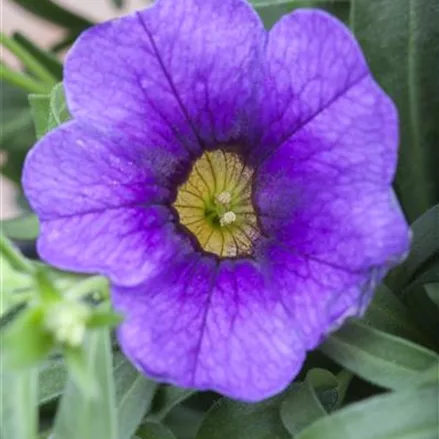 Zauberglöckchen 'Unique Lilac'