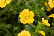 Zauberglöckchen 'Double Yellow' 11 cm