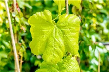 Vitis vinifera 'Romulus' Topfgröße 3 Liter, Höhe 80-100cm