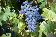 Vitis vinifera 'Nero'(S) Topfgröße 3 Liter, Höhe 80-100cm
