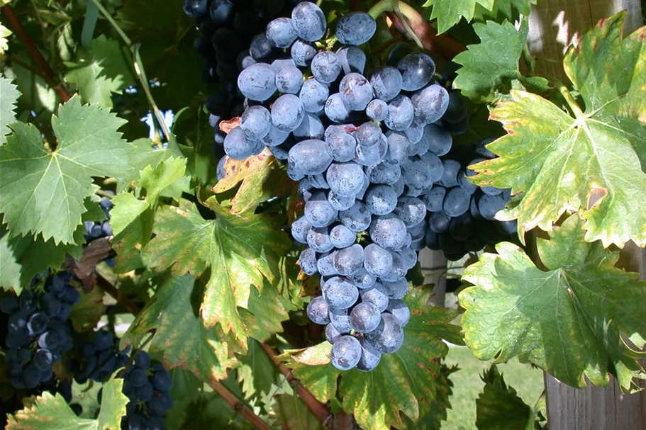 Vitis vinifera 'Nero'(S) Topfgröße 3 Liter, Höhe 80-100cm