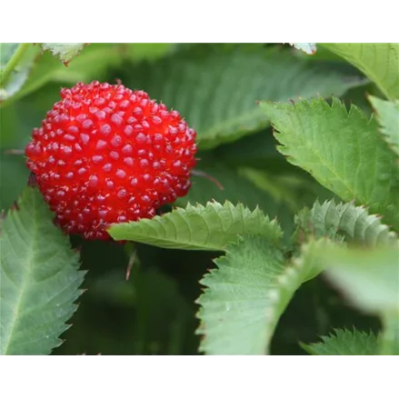Rubus illeceborus 'Erdbeerhimbeere'®