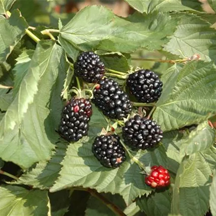 Rubus fruticosus 'Black Cascade'®