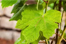 Vitis vinifera 'Vanessa' Topfgröße 3 Liter , Höhe 80-100cm