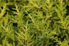 Juniperus chinensis 'Goldkissen' Topfgröße 2 Liter, Höhe 20-25cm