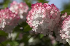 Hydrangea paniculata 'Living Pinky Promise'® Topfgröße 5 Liter, Höhe 50-60cm