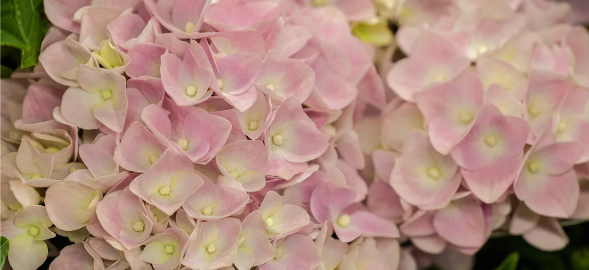 Hydrangea macrophylla 'Music-Collection'® 'Soft Pink Salsa'® Topfgröße 5 Liter