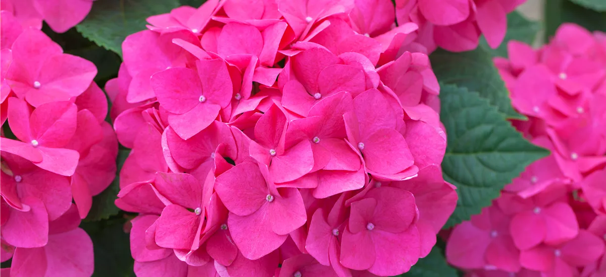Hydrangea macrophylla 'Music-Collection'® 'Pink Pop'® Topfgröße 5 Liter