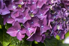 Hydrangea macrophylla 'Music-Collection'® 'Deep Purple Dance'® Topfgröße 5 Liter