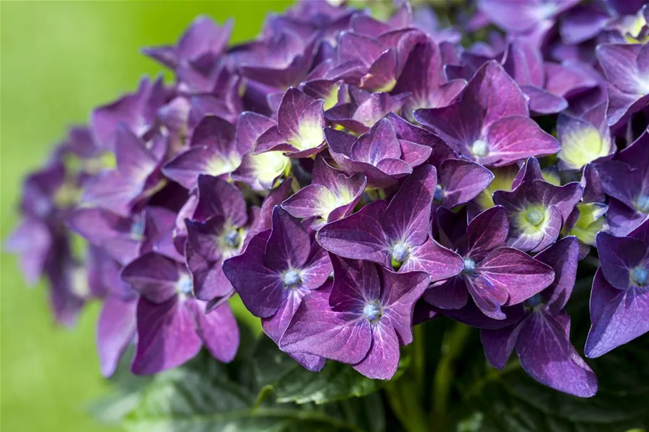 Hydrangea macrophylla 'Music-Collection'® 'Deep Purple Dance'® Topfgröße 5 Liter