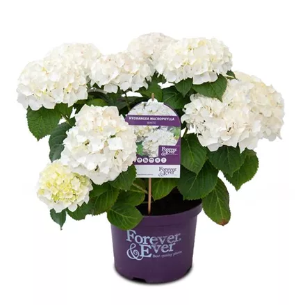 Hydrangea macrophylla 'Forever & Ever'® White
