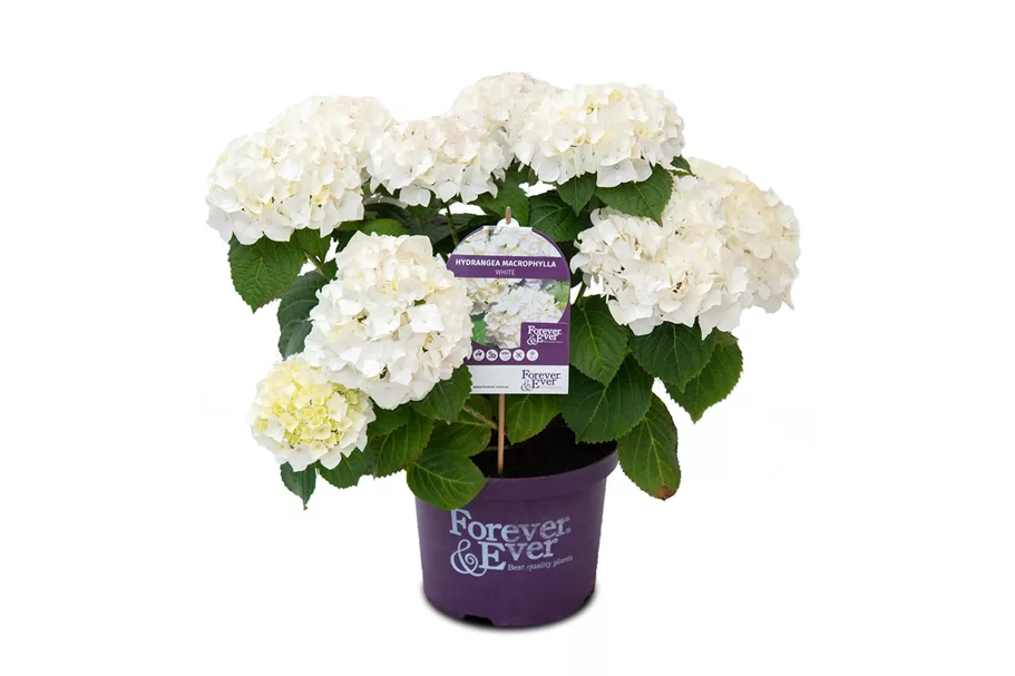 Hydrangea macrophylla 'Forever & Ever'® White Topfgröße 5 Liter