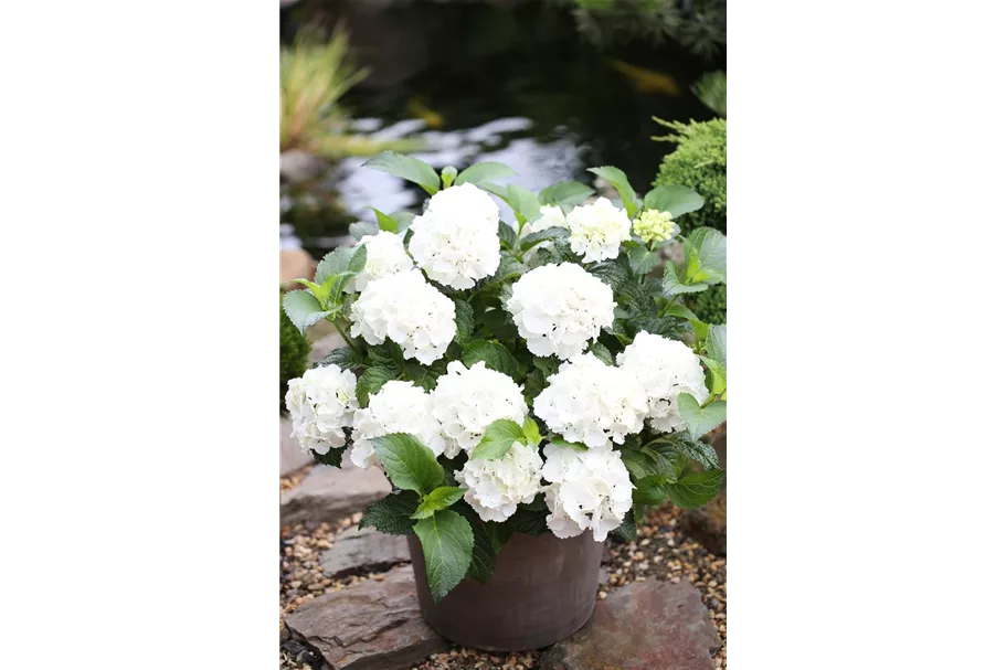 Hydrangea macrophylla 'Forever & Ever'® White Topfgröße 5 Liter