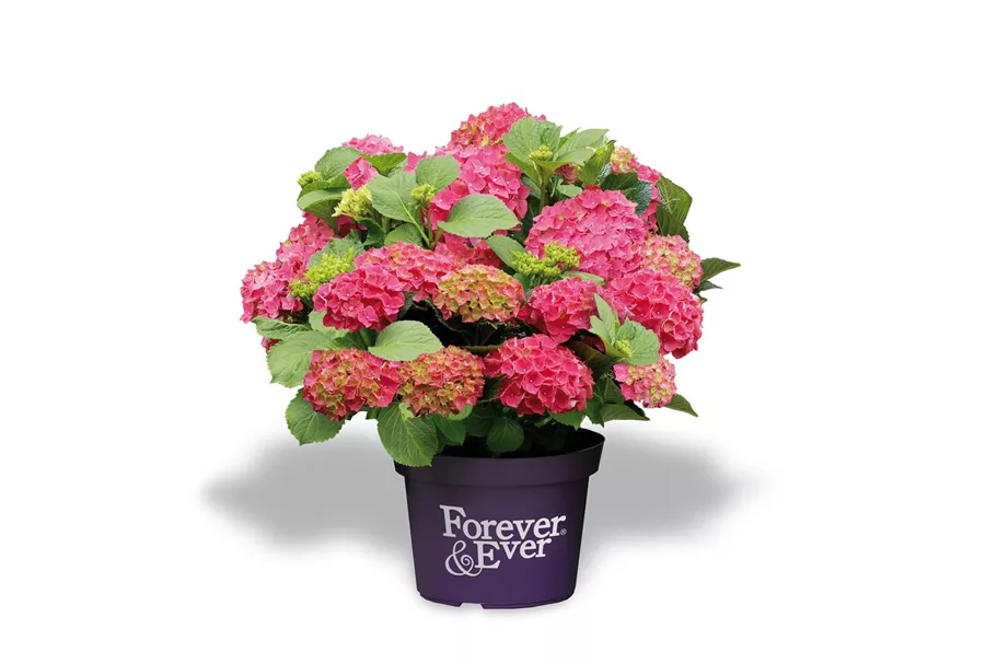 Hydrangea macrophylla 'Forever & Ever'® Red Topfgröße 5 Liter