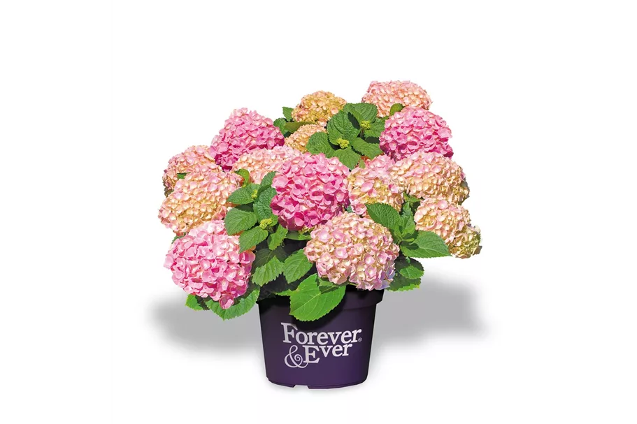 Hydrangea macrophylla 'Forever & Ever'® Pink Topfgröße 5 Liter
