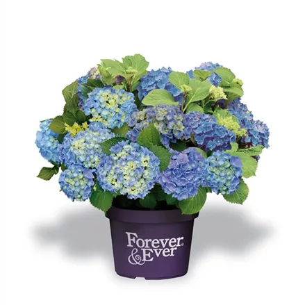 Hydrangea macrophylla 'Forever & Ever'® Blue 