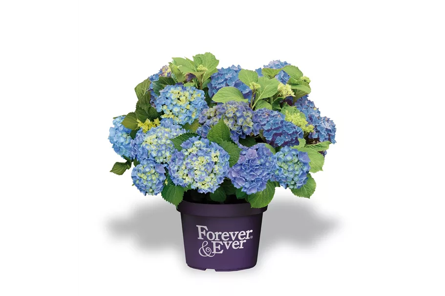 Hydrangea macrophylla 'Forever & Ever'® Blue Topfgröße 5 Liter