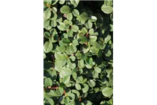 Cotoneaster dammeri 'Winterjuwel' Topfgröße 10 Liter, Stammhöhe 80cm, Höhe 90-120cm