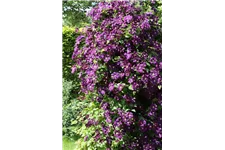 Clematis viticella 'Etoile Violette' Topfgröße 2 Liter, Höhe 60-100cm