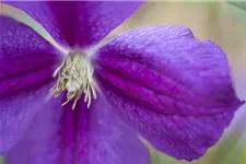 Clematis viticella 'Etoile Violette' Topfgröße 2 Liter, Höhe 60-100cm