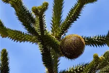 Araucaria araucana Topfgröße 3 Liter, Höhe 25-30cm