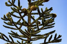Araucaria araucana Topfgröße 3 Liter, Höhe 25-30cm