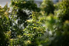 Acer palmatum 'Sharp's Pygmy' Stammhöhe 40cm, Topfgröße 10 Liter