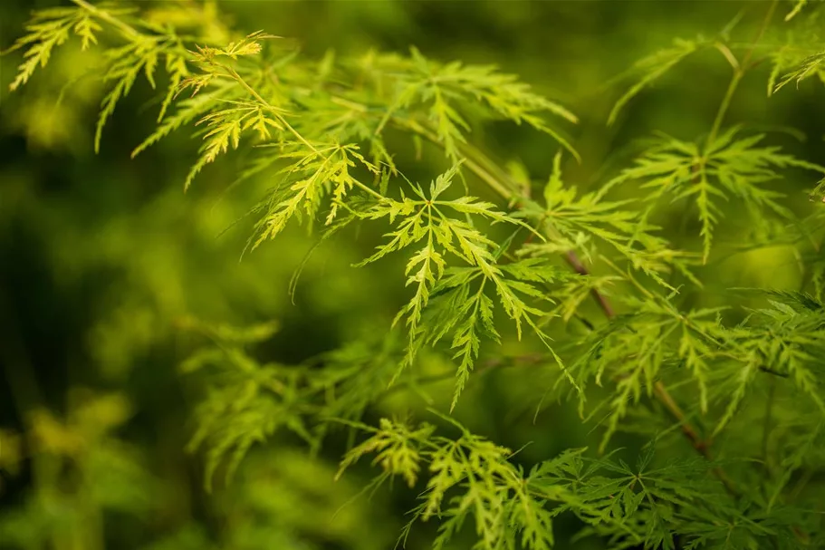 Acer palmatum 'Seiryu' Topfgröße 5 Liter, Höhe 50cm