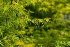Acer palmatum 'Seiryu' Topfgröße 5 Liter, Höhe 50cm