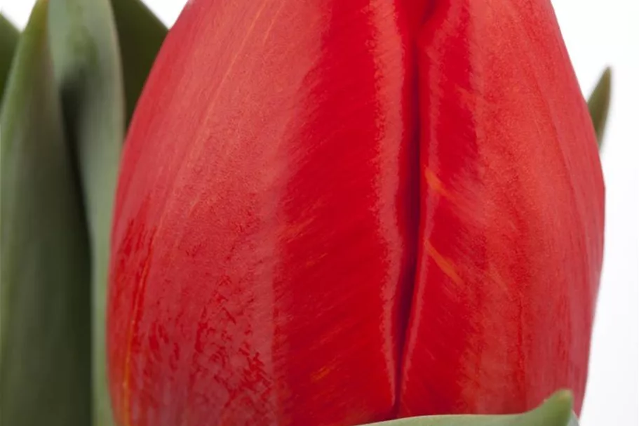 Tulpe 'Red Paradise' 11 cm