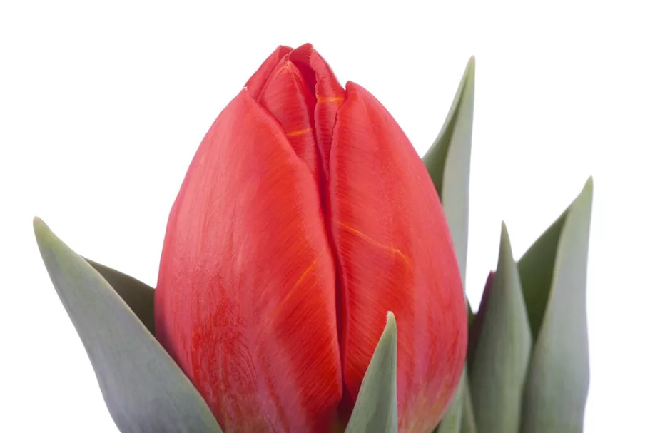 Tulpe 'Red Paradise' 11 cm