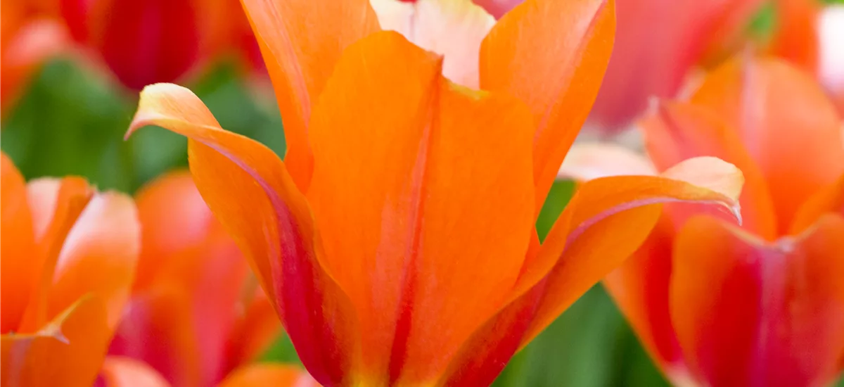 Tulpe 'Orange van Eijk' 11 cm