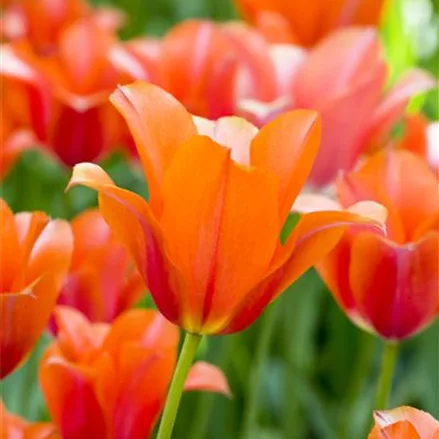 Tulpe 'Orange van Eijk'